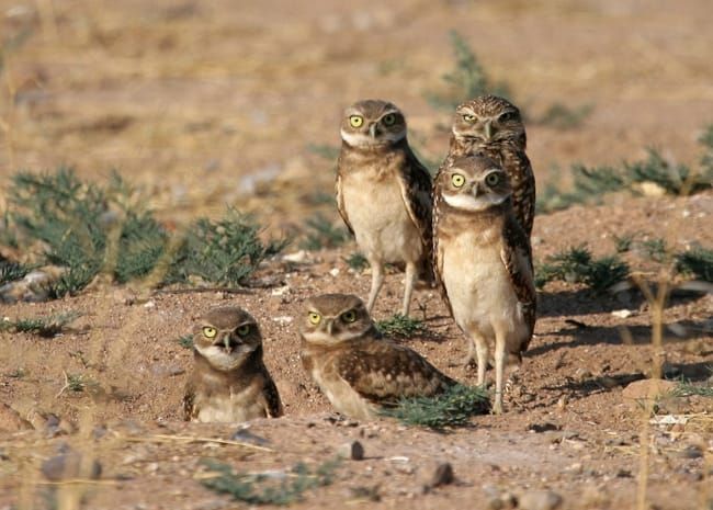 Des chouettes au chaud