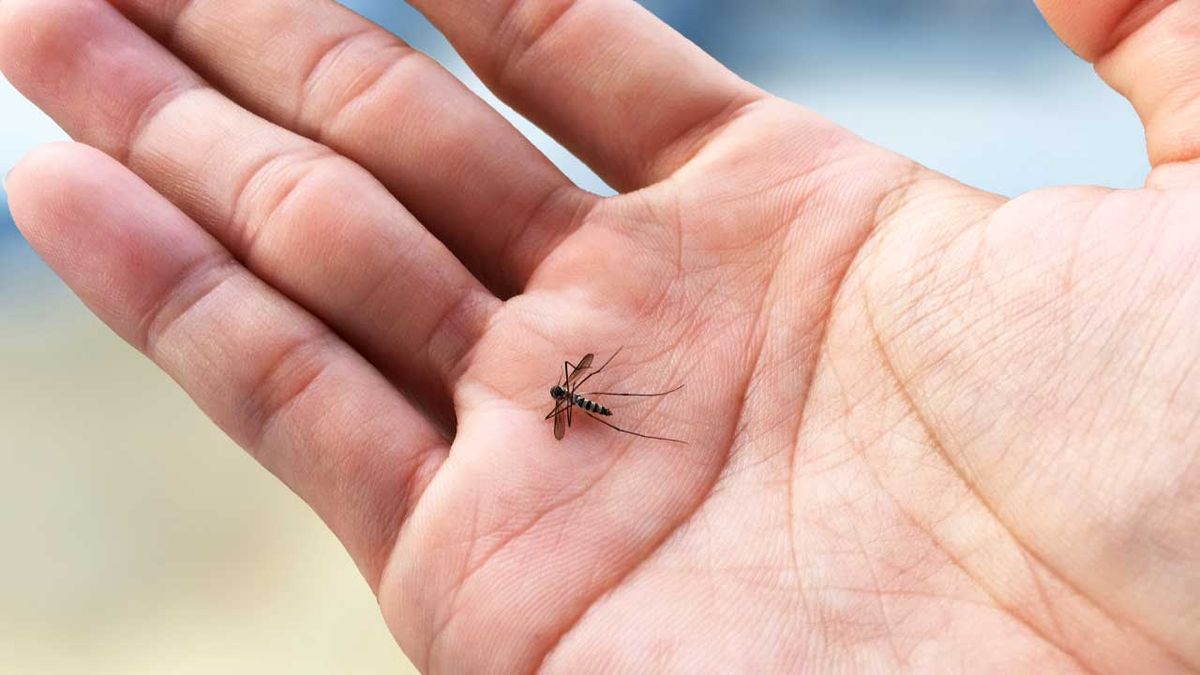 Dengue: entenda os sintomas, prevenção e a importância de consultar um médico online