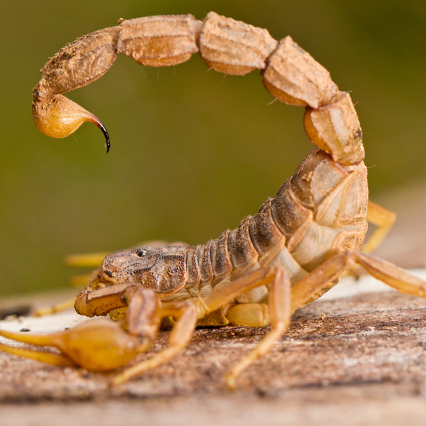 Tudo que você precisa saber sobre os animais peçonhentos: prevenção e tratamento
