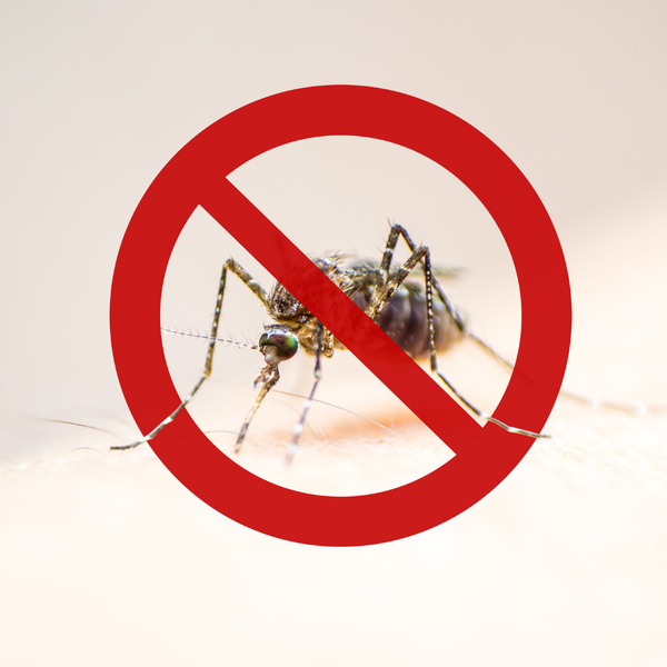 Dengue: tudo que você precisa saber para combater e prevenir essa doença