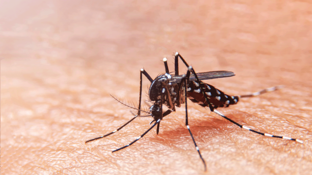 Qual médico procurar em caso de suspeita de dengue?