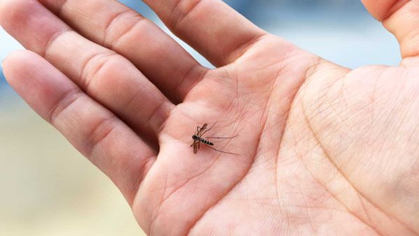 Dengue: entenda os sintomas, prevenção e a importância de consultar um médico online