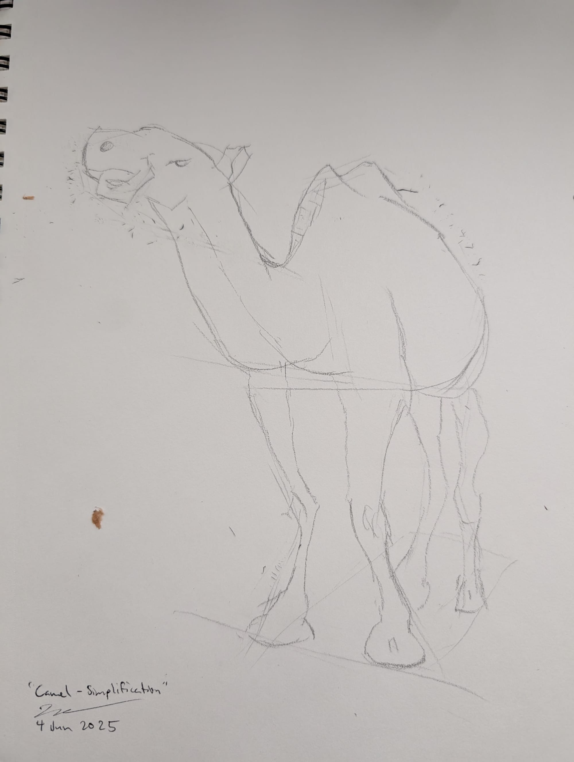 Hand drawn camel