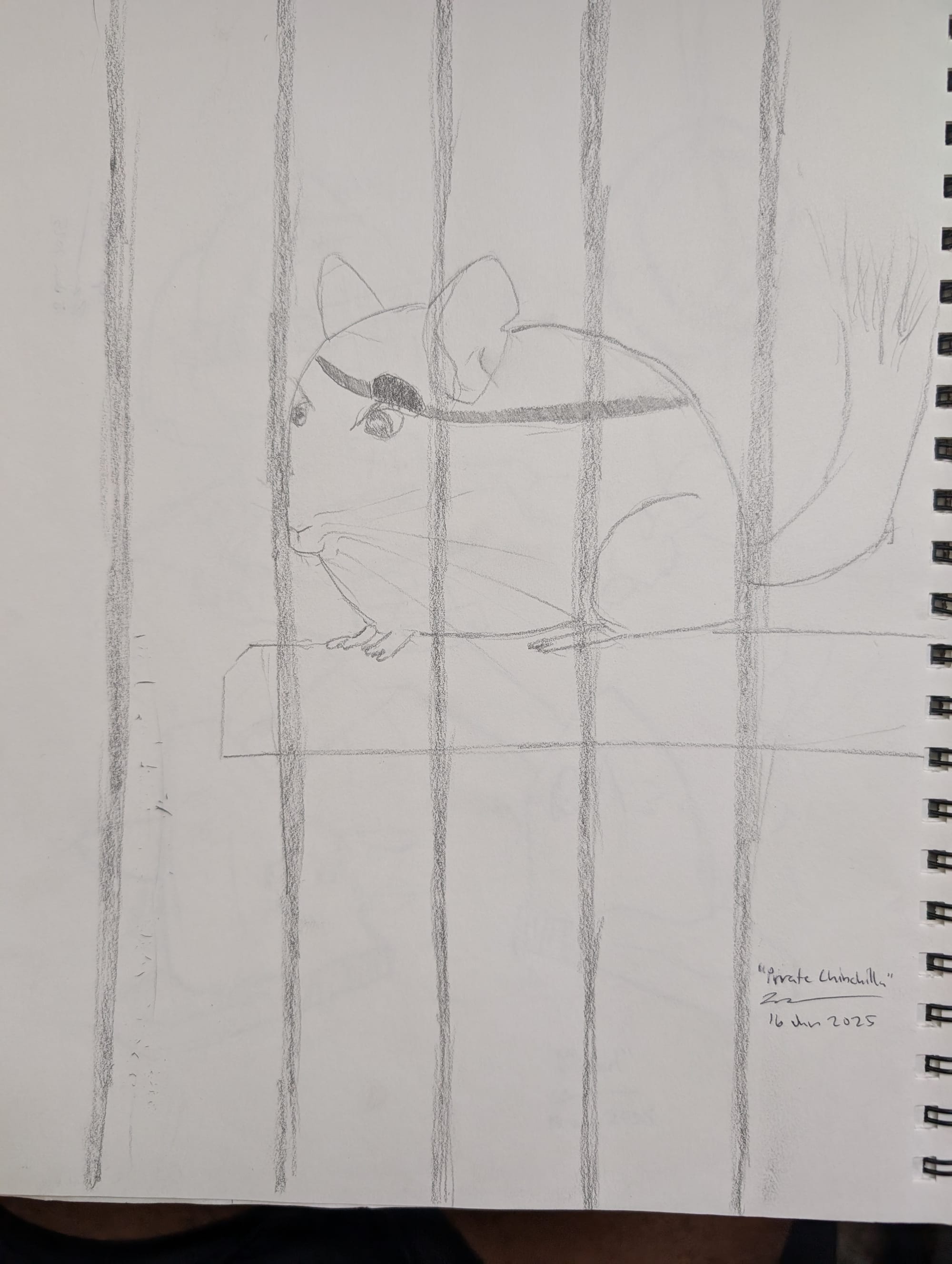 Pirate Chinchilla in cage