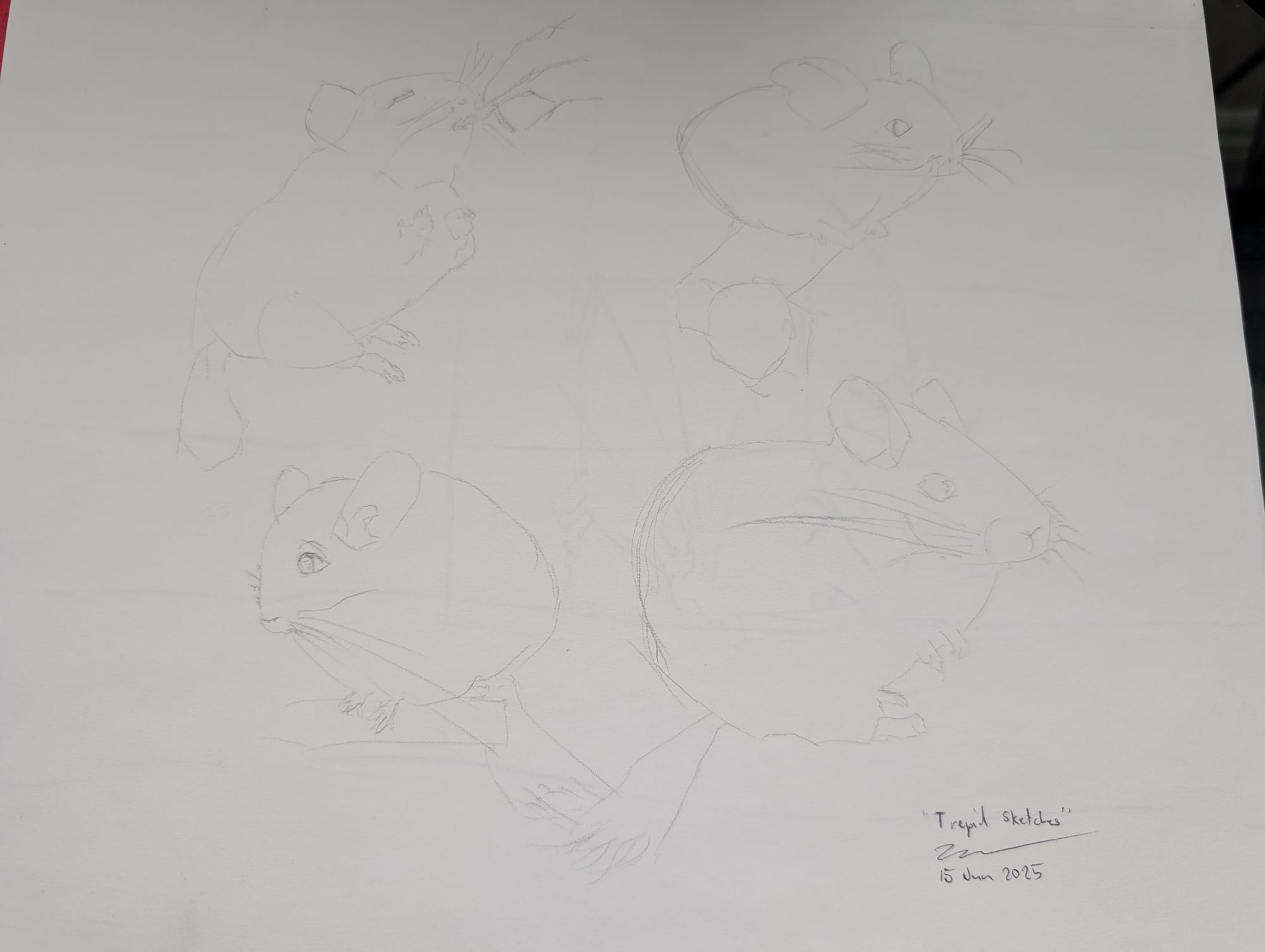 chinchilla sketches