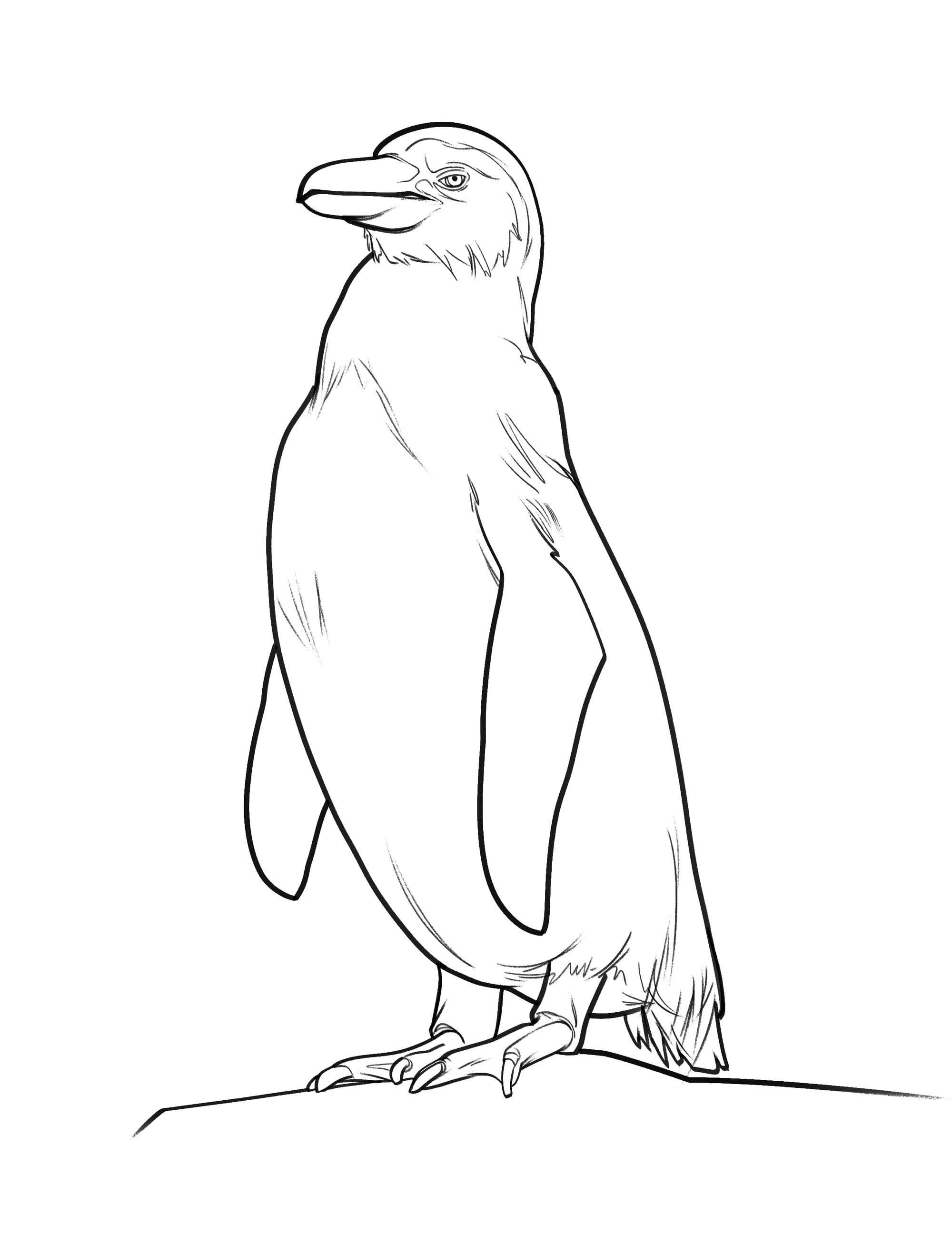 drawing of penguin