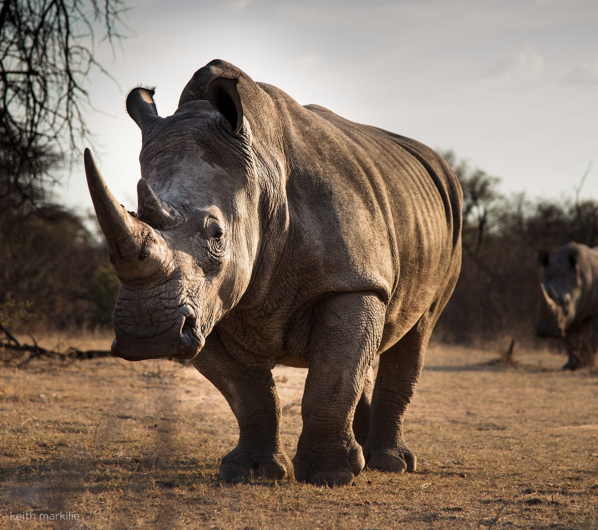 reference photo of a rhino