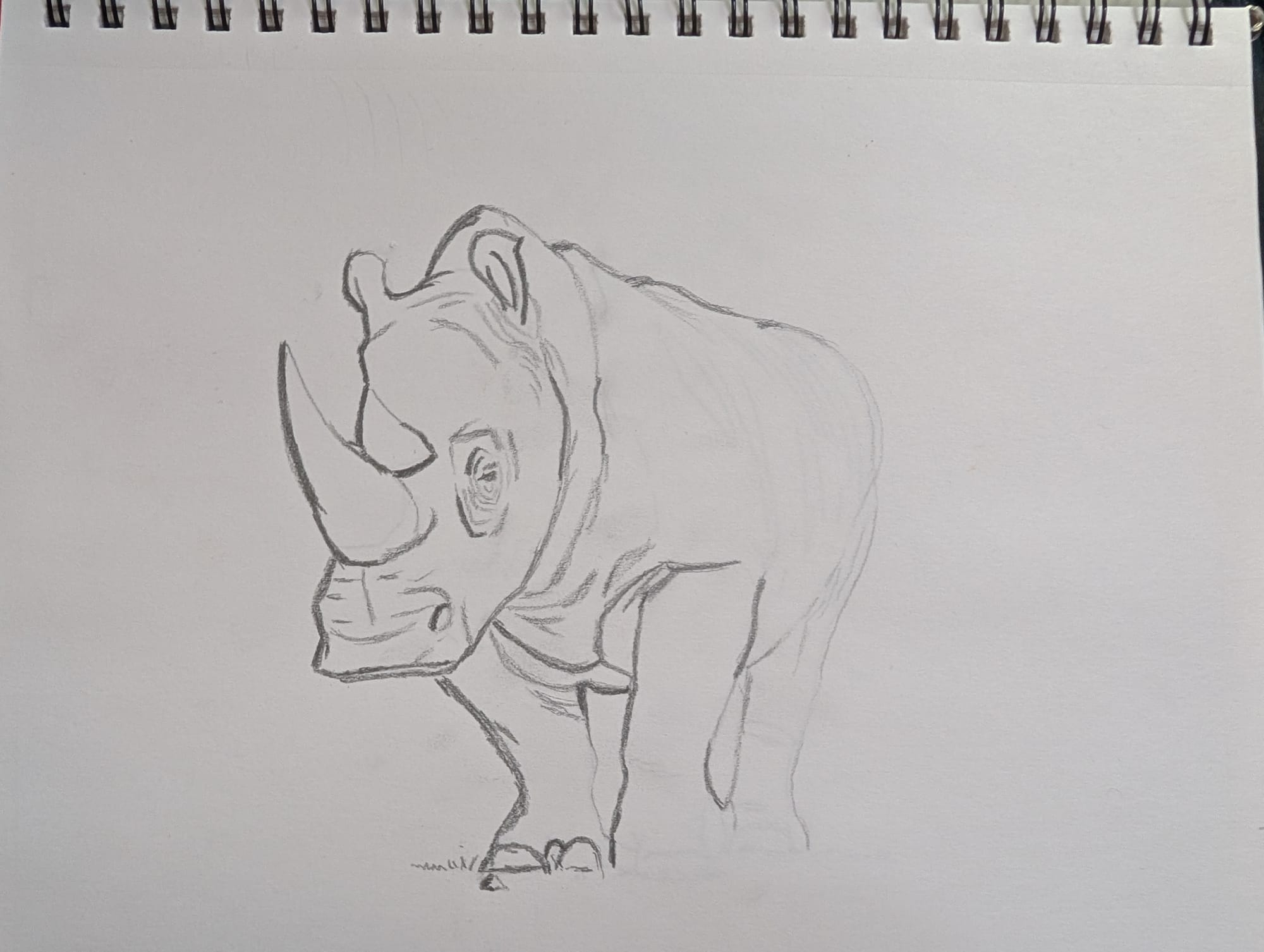 partial sketch of rhino 4