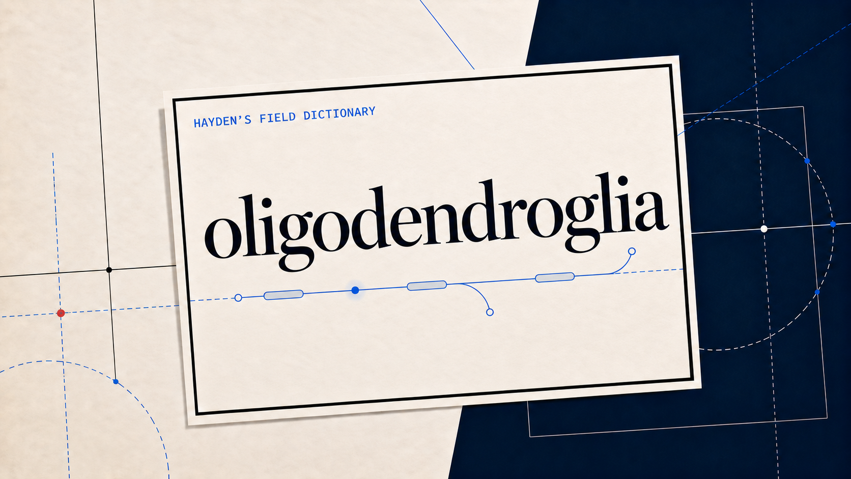 oligodendroglia