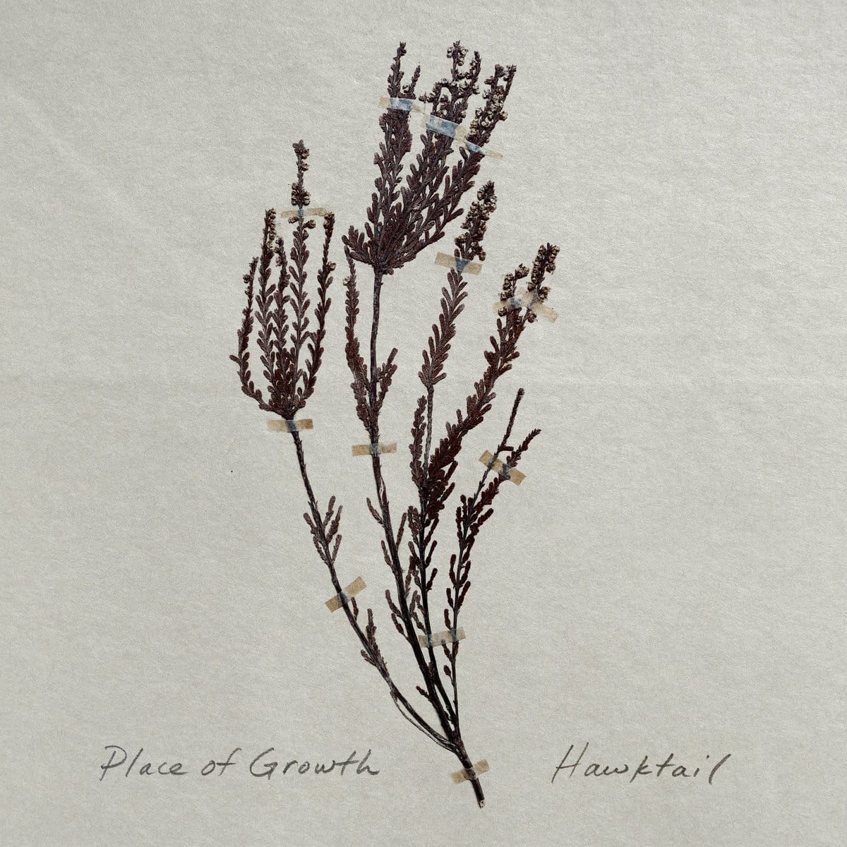 ALBUM REVIEW: Hawktail Moves Through Nature on ‘Place of Growth’