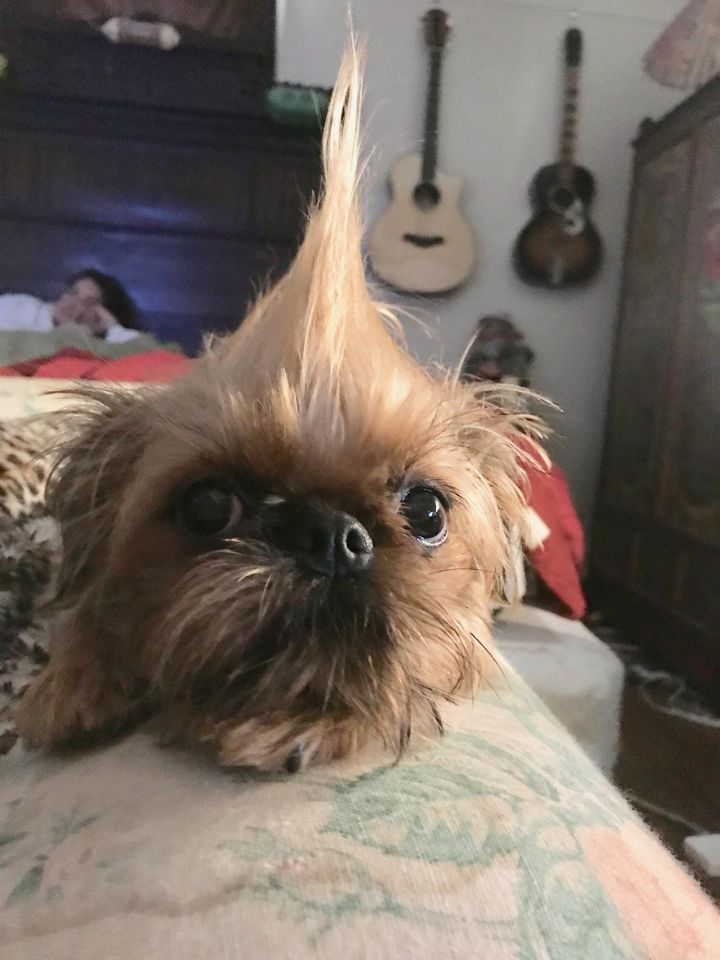 SPOTLIGHT: Meet Buddy and Julie Miller’s Furry Friends