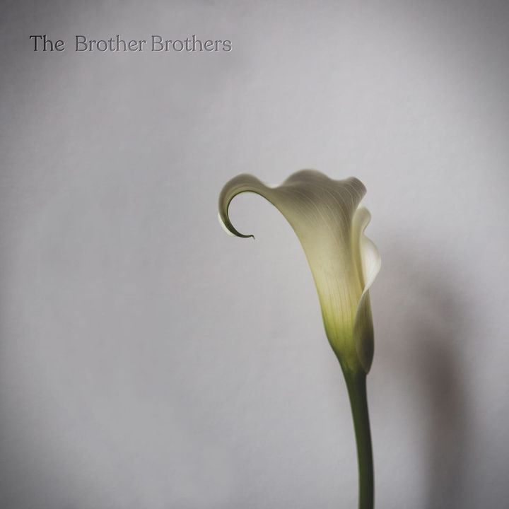 The Brother Brothers Move Through Songs and Seasons on ‘Calla Lily’
