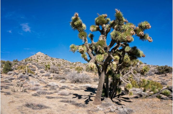 Desert Dust and Wanderlust Draw Musicians to California’s High Desert