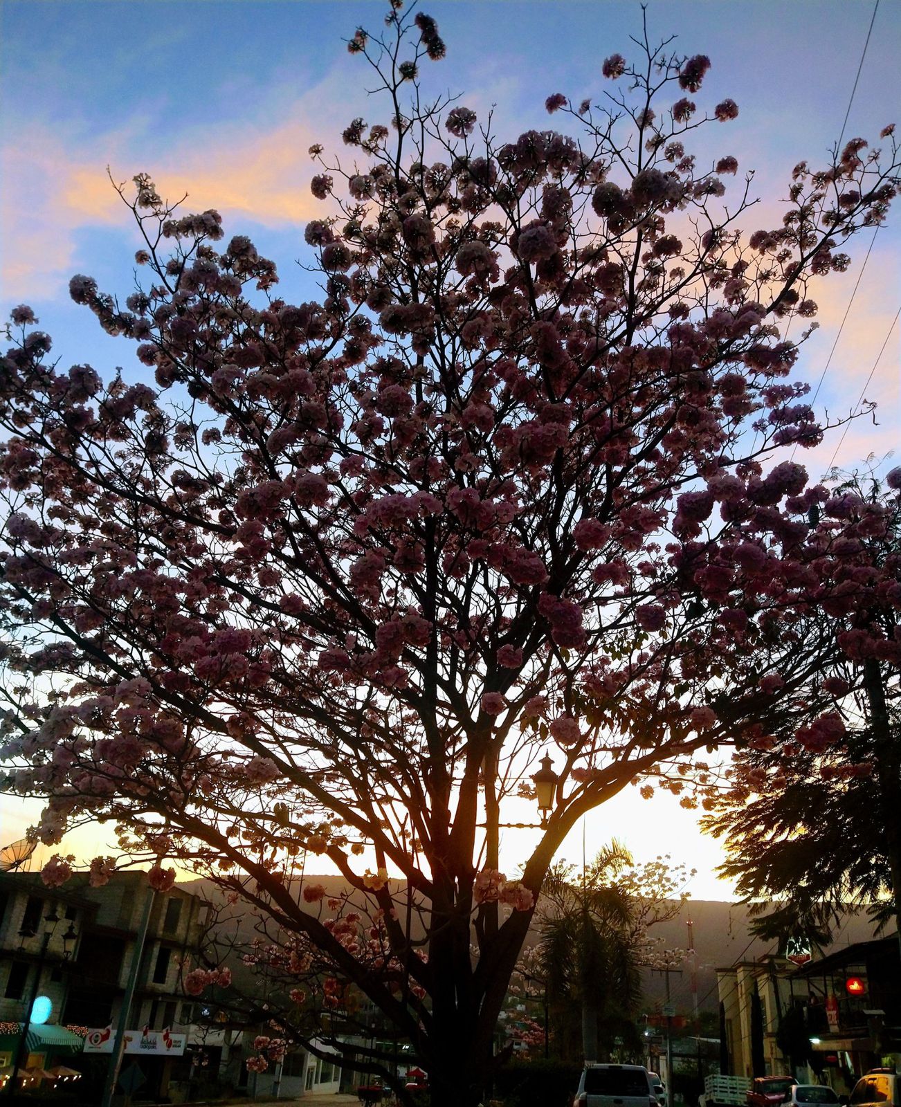 palo de rosa primavera