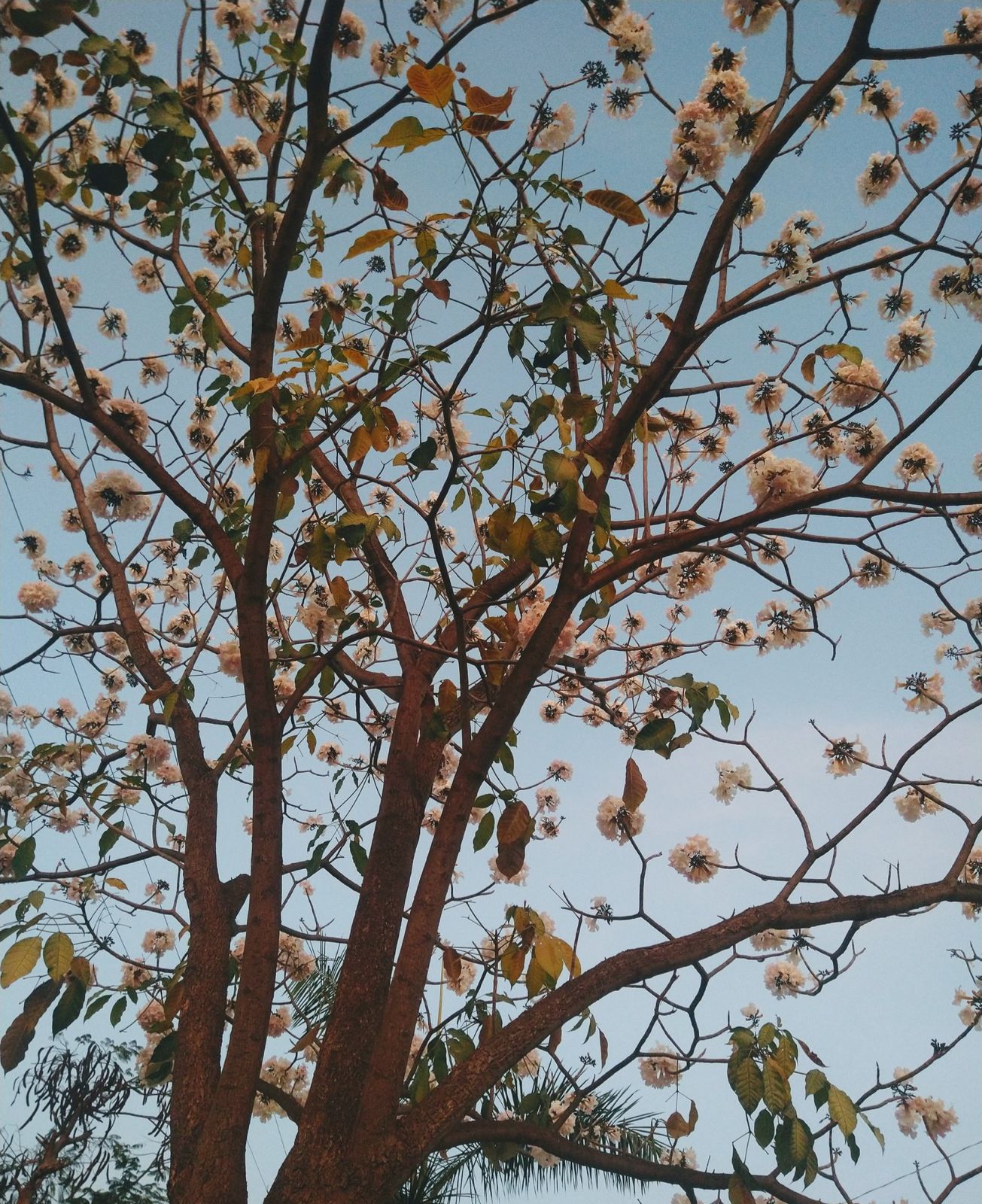 primavera flores
