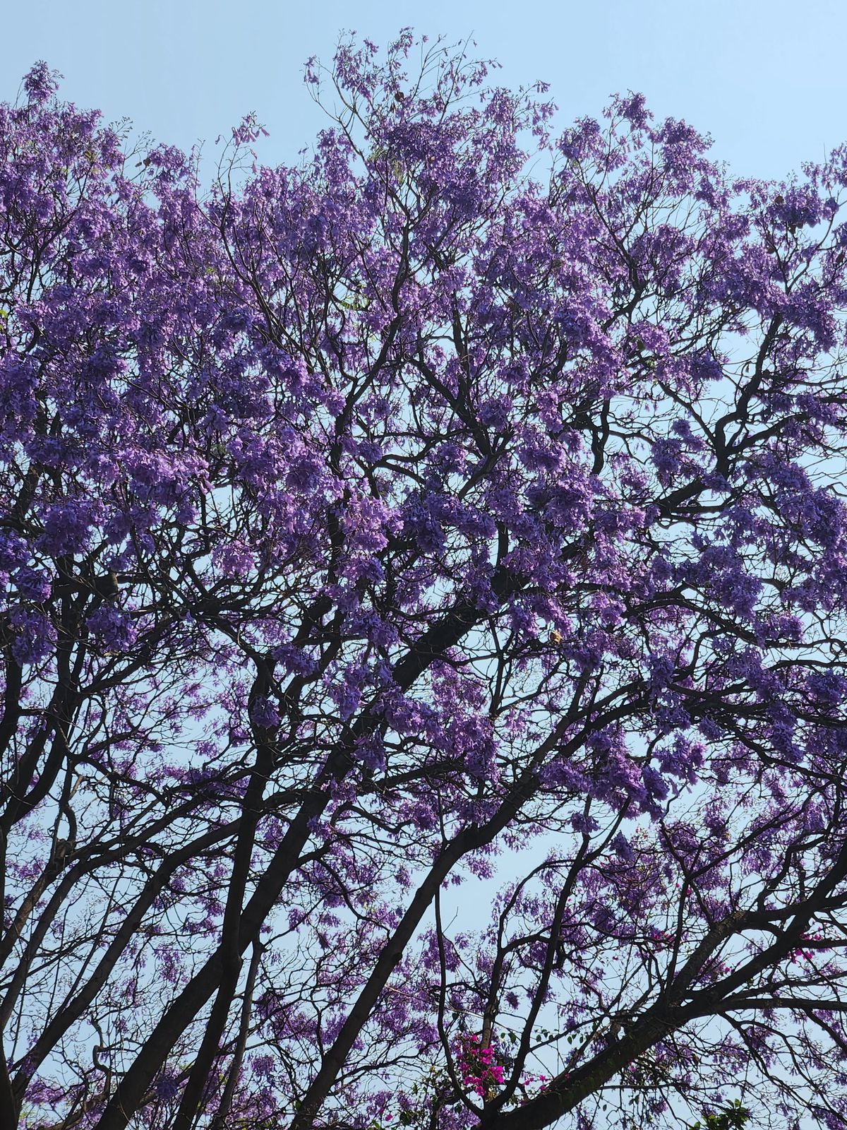jacaranda flores primavera