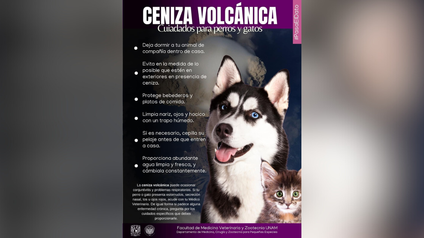 cuidado de animales por ceniza