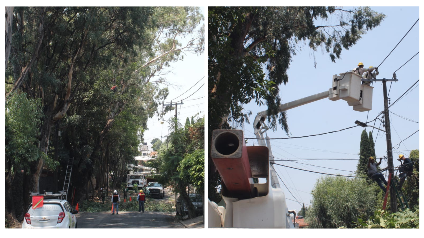 poda de arboles en cuernavaca