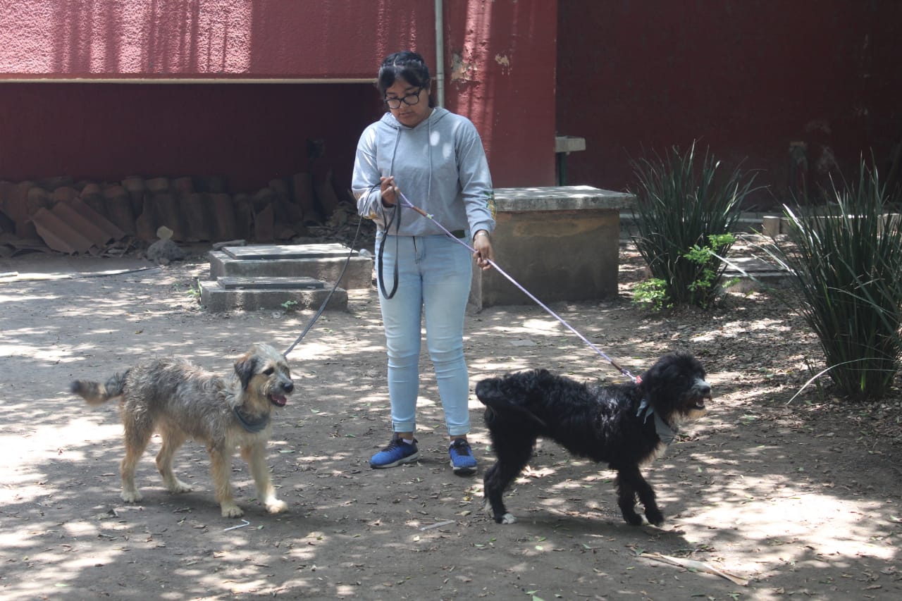 adoptar perros cuernavaca
