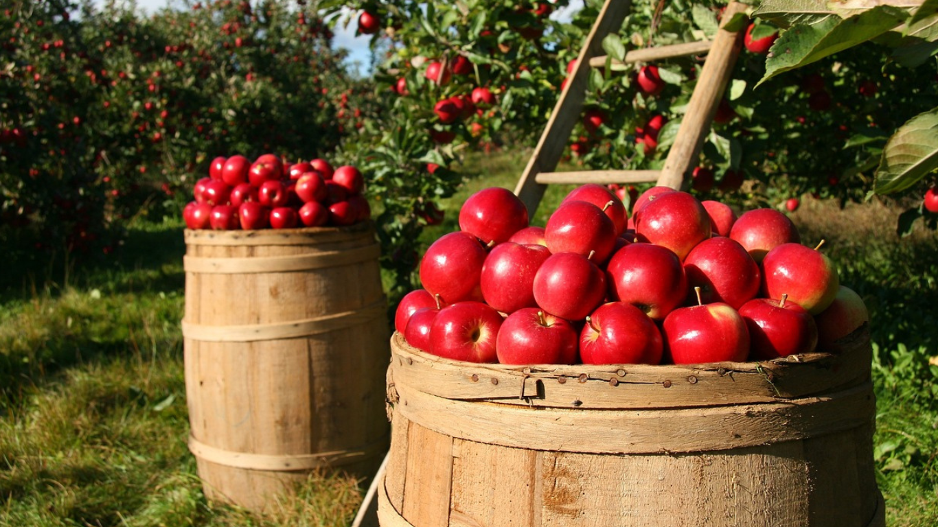 feria de la manzana 2023