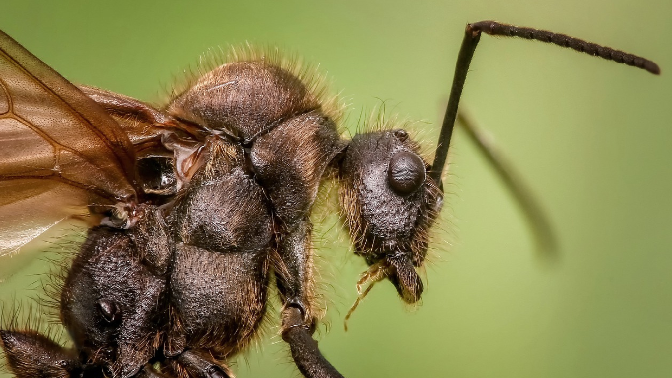 hormigas de san juan