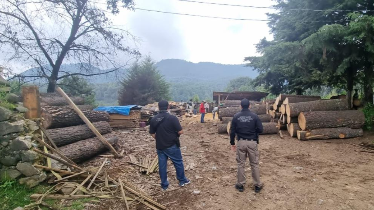 profepa fgr incautan 900 piezas de madera