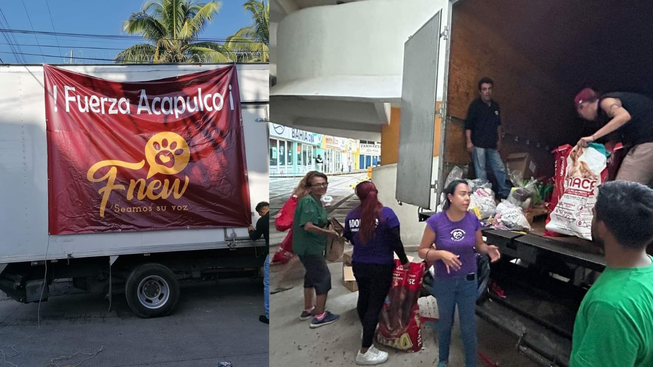animales donacion perritos acapulco