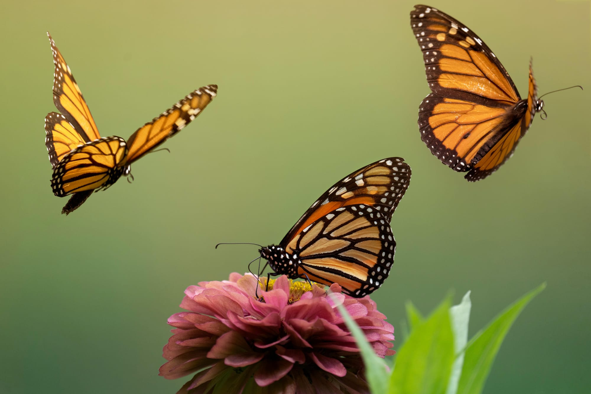 mariposa monarca