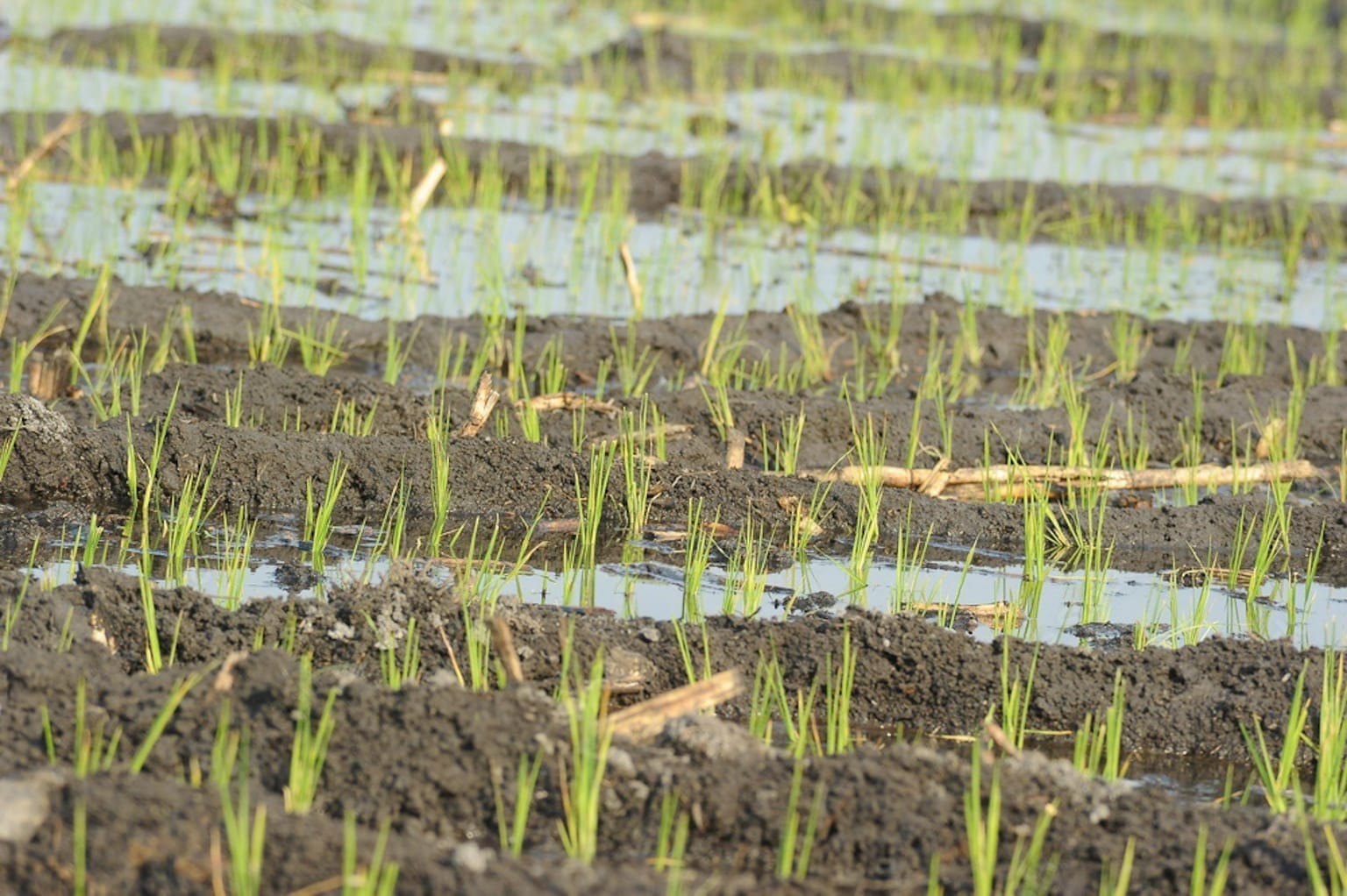 cultivo de arroz.