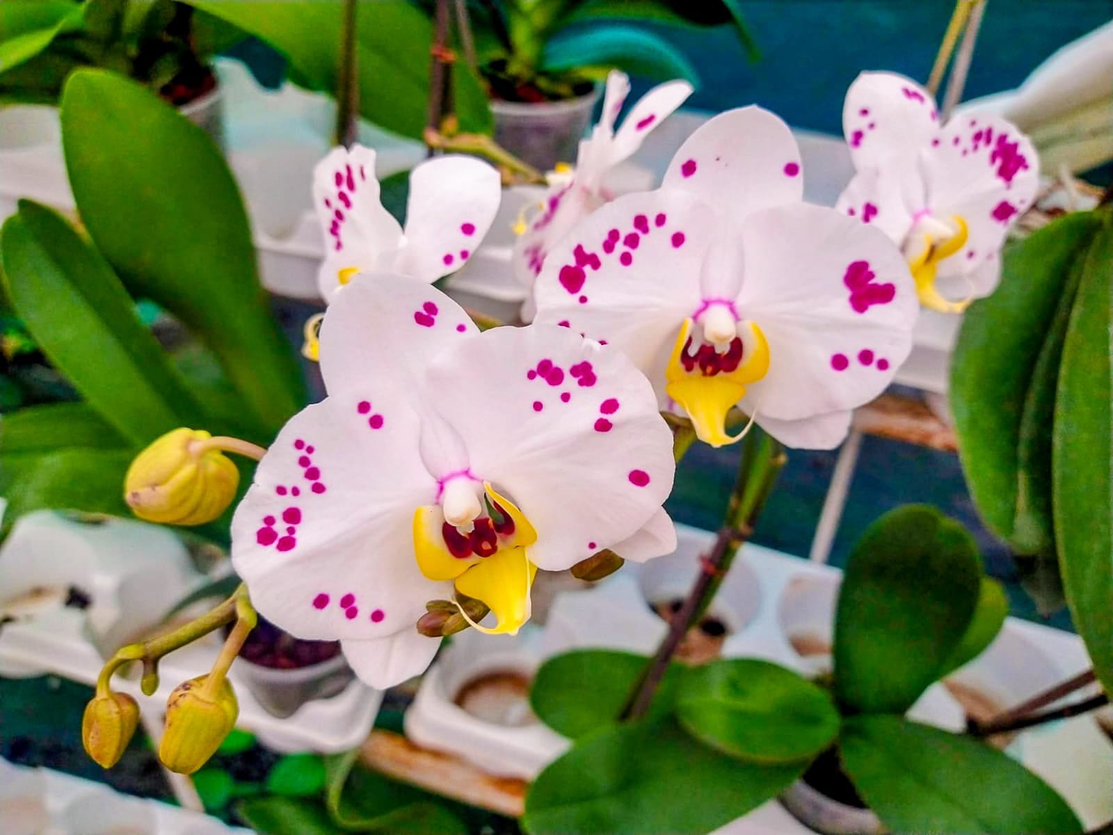 Flores para mamá.