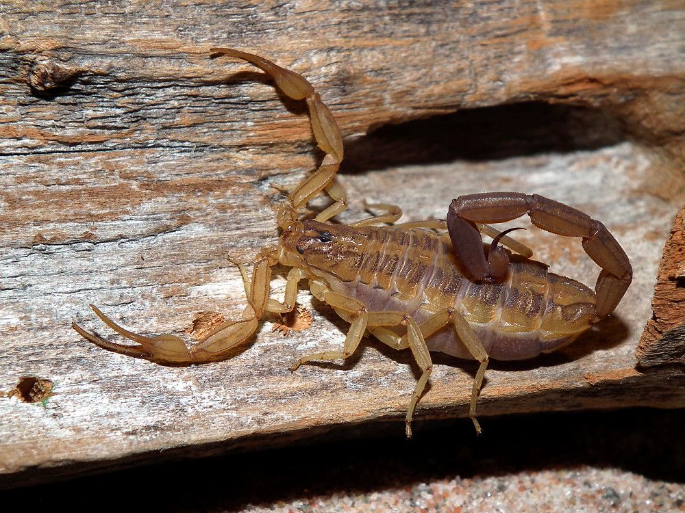 Centruroides balsasensis (Mexico) female adult | stefan73jr@… | Stefan Jr | Flickr