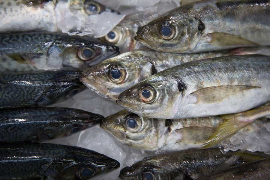 Consejos simples para evitar la contaminación de pescados y mariscos