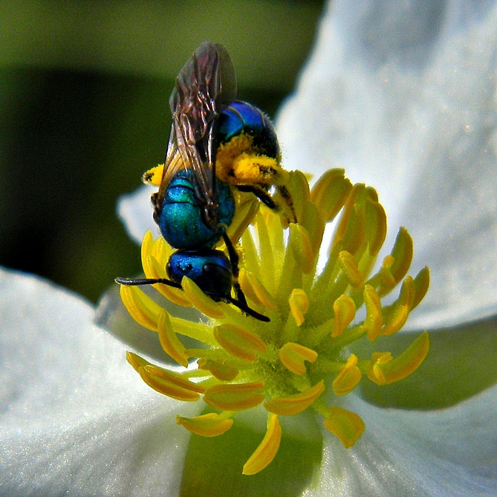 Reaparece en Florida la abeja azul, una especie que se creía extinta