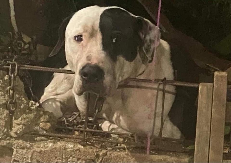 No será sacrificado Max, el Pitubull que defendió su hogar