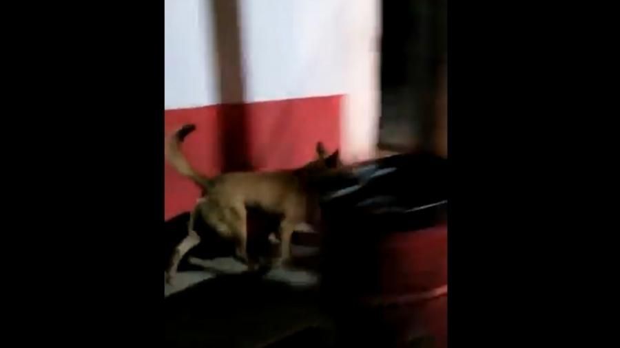 Impacta vídeo de perro paseando con cabeza en Zacatecas