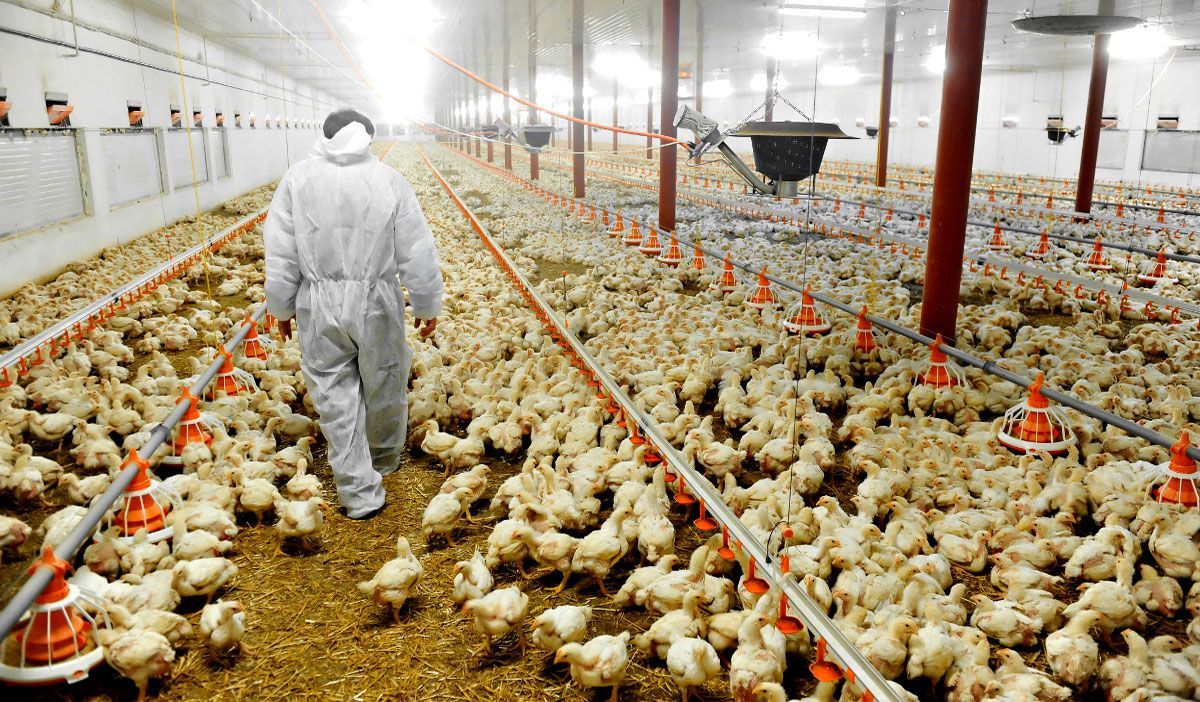 Es detectada influenza AH5N1 en granja de Nuevo León