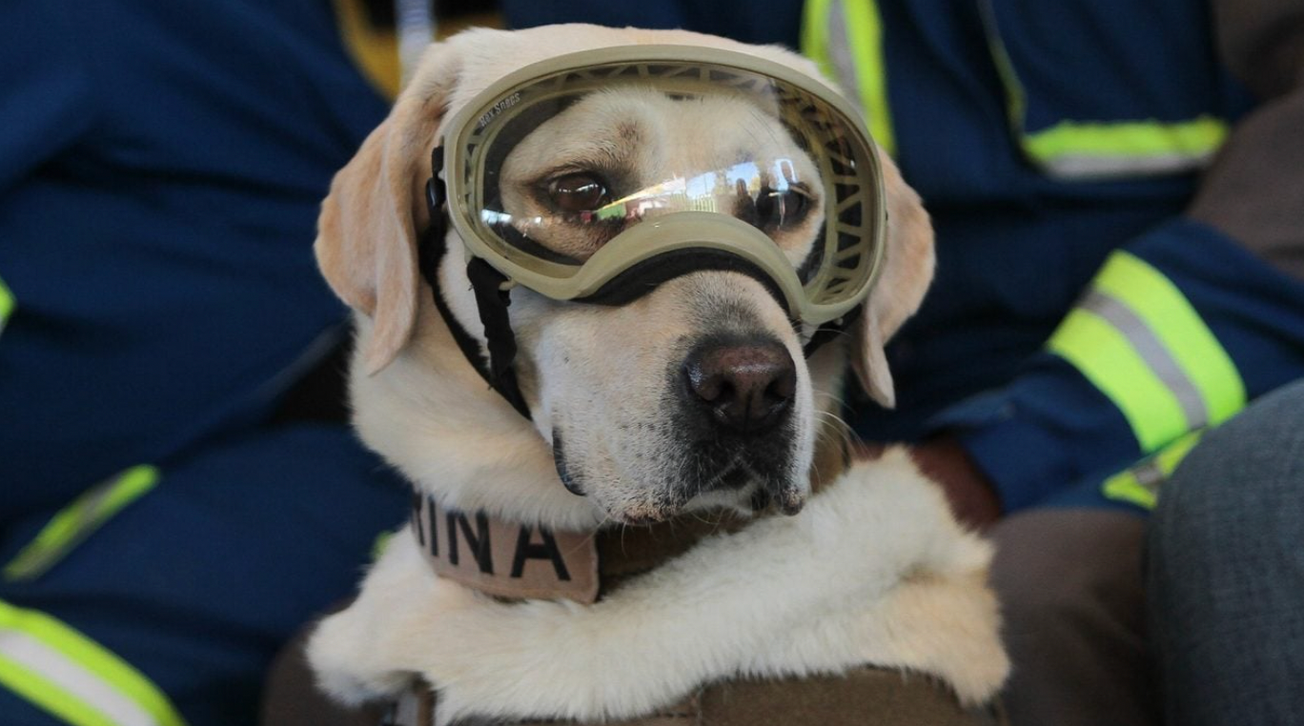 Frida: la perrita heroína que cambió la historia