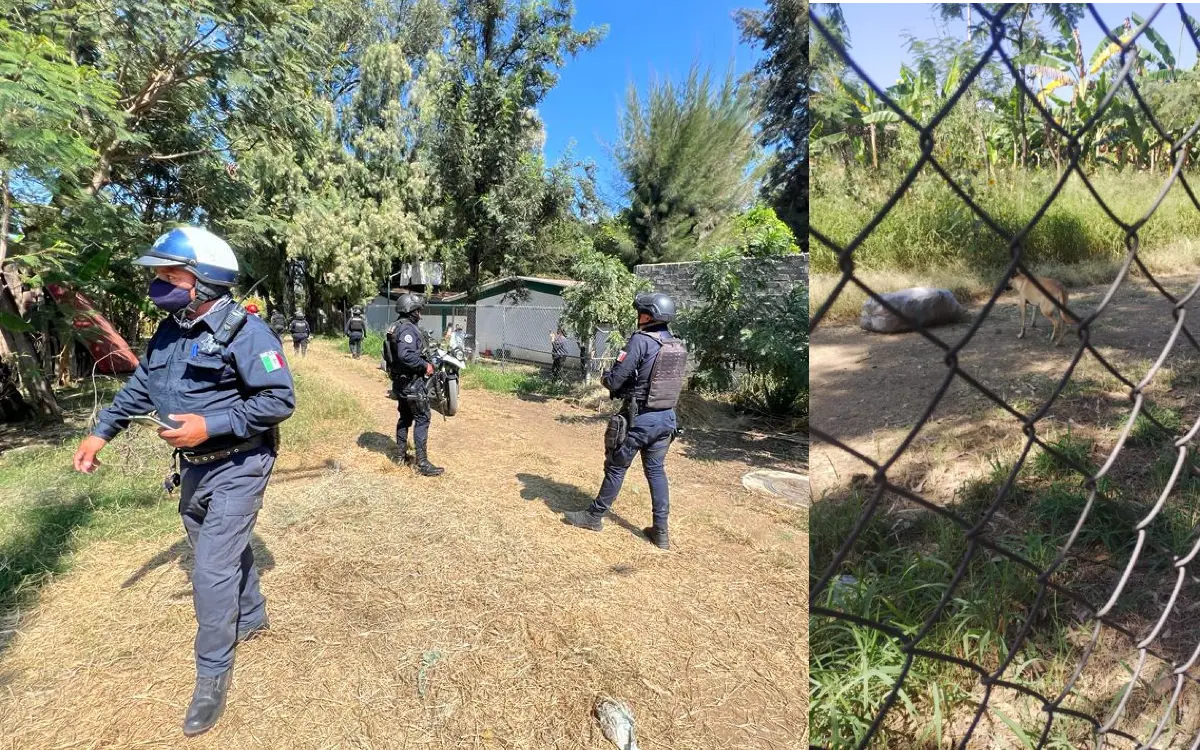 Captan a perro paseando con antebrazo en Oaxaca