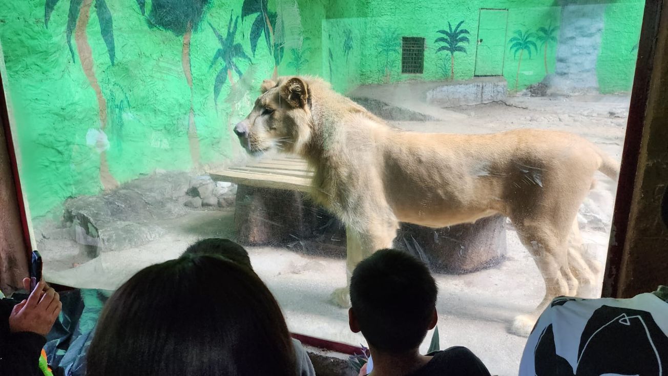 Familia dona a "Michi" león joven a ZooChilpan