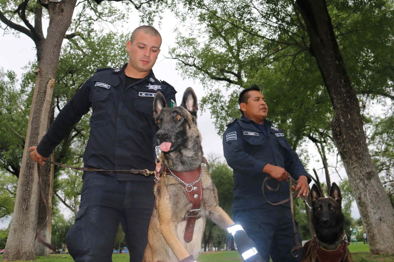 Laika otra perrita rescatista del 2017, falleció este lunes