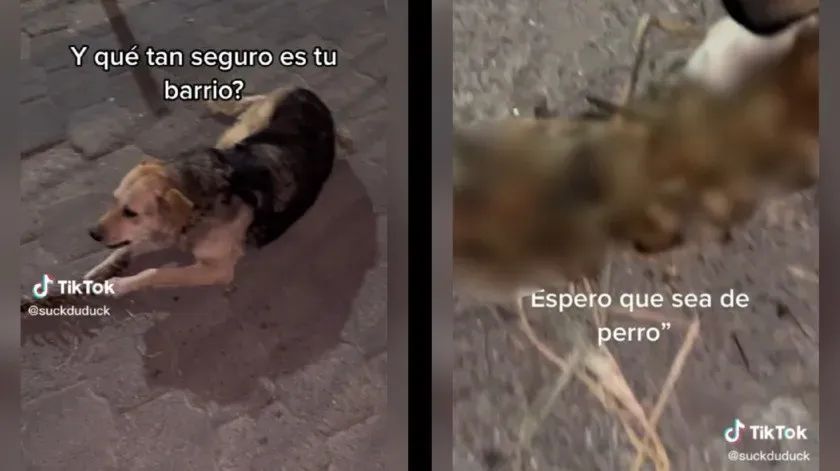 Sorprenden a perro con espina dorsal en Ecatepec