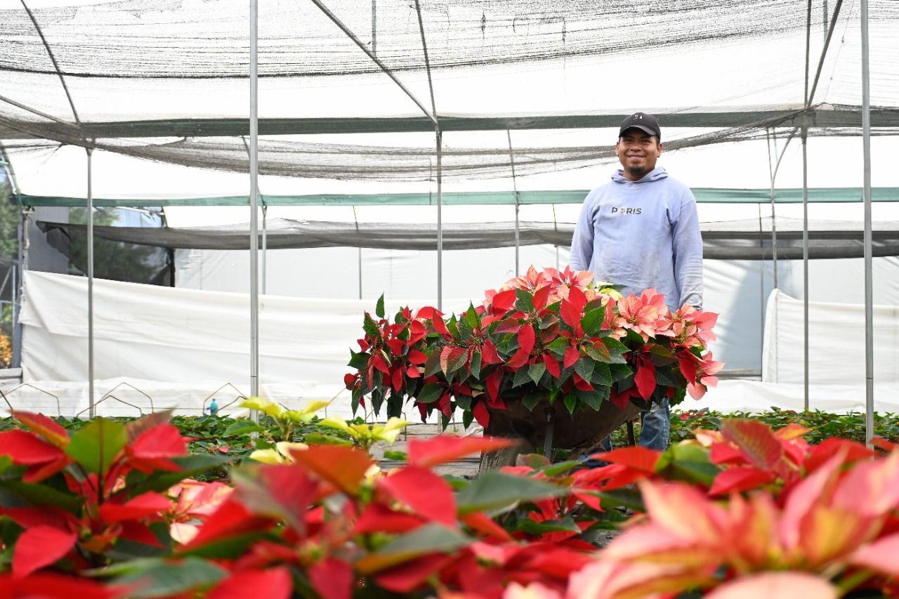 La flor de nochebuena: de Morelos para el mundo