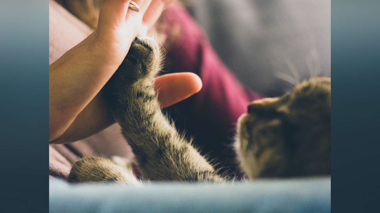 reglamento de la ley estatal de fauna morelos