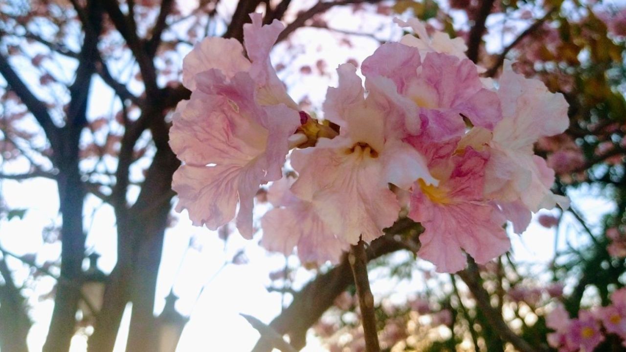 flores en primavera