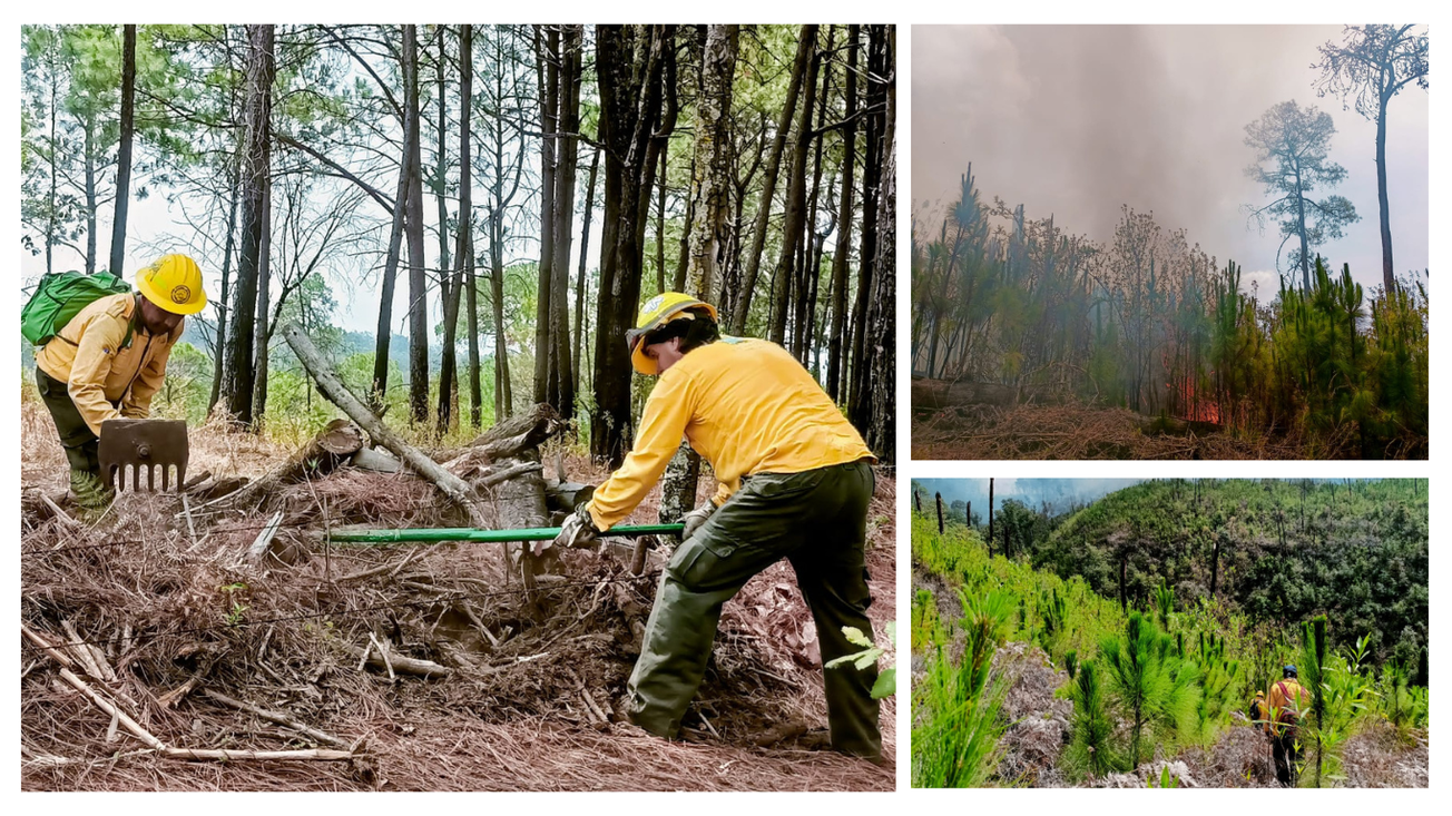 incendio forestal