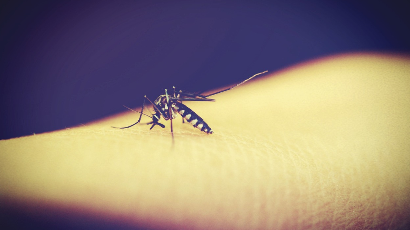 dengue en morelos