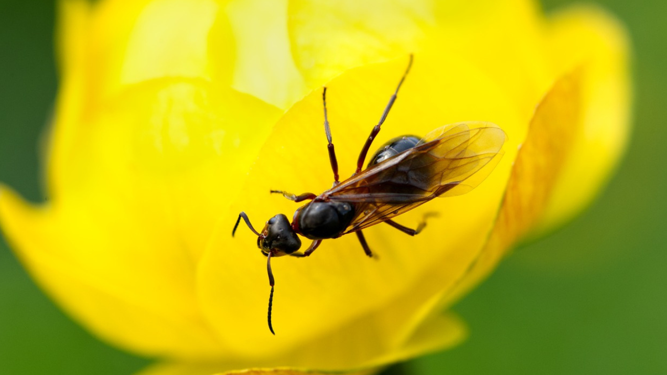 hormigas de san juan