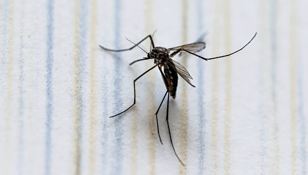 mosco dengue 