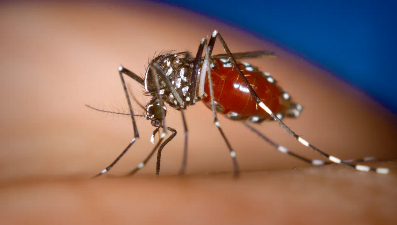 dengue moscos escenas