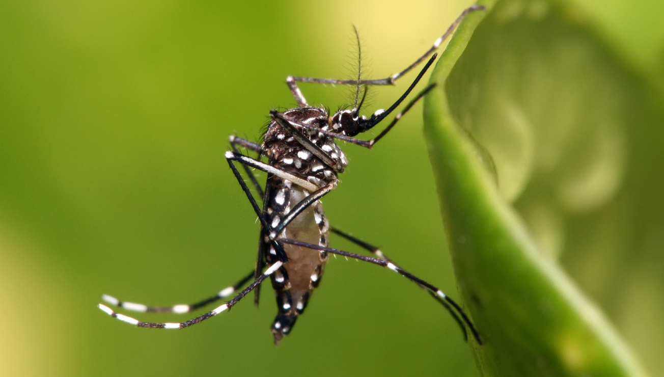 mosco dengue alarma